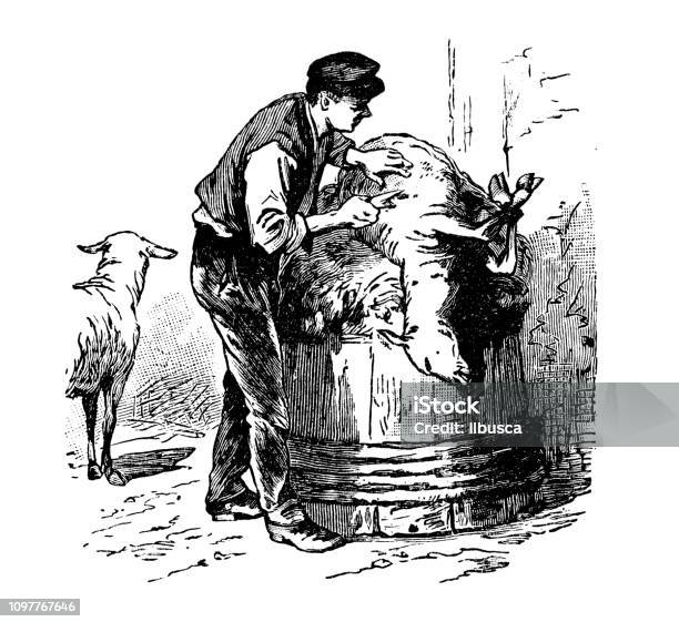 Antique Old French Engraving Illustration Mutton Sheep Shearing Stock Illustration - Download Image Now