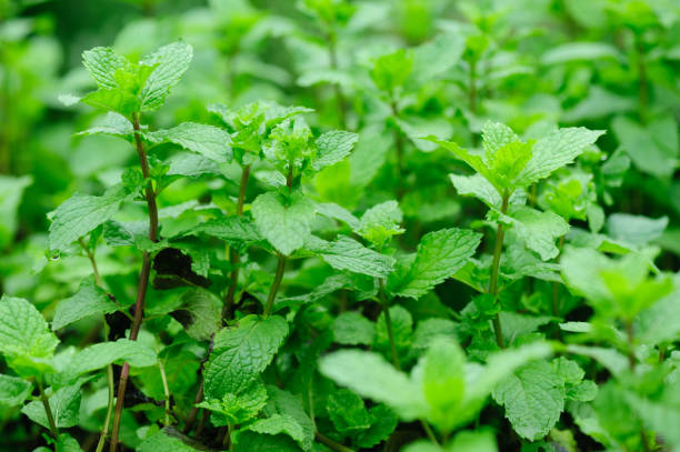 istock green mint plant in growth at vegetable garden 1097767694