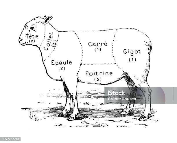 Antique Old French Engraving Illustration Mutton Sheep Meat Section Stock Illustration - Download Image Now