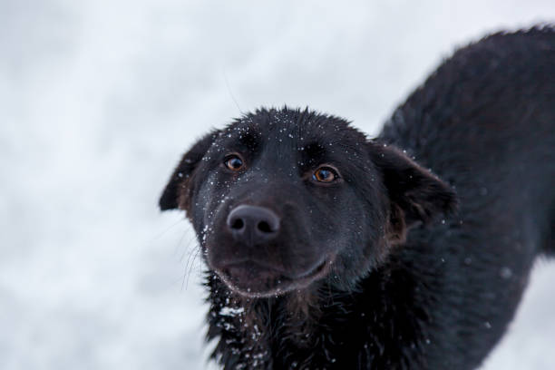 istock Stray dogs in the winter outside 1097767890