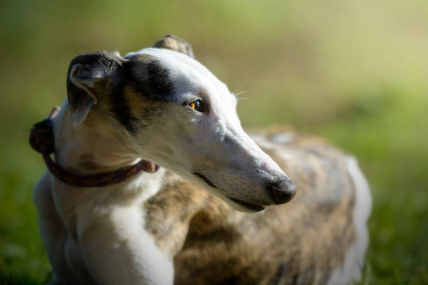 porträt von einem windhund - windhund stock-fotos und bilder