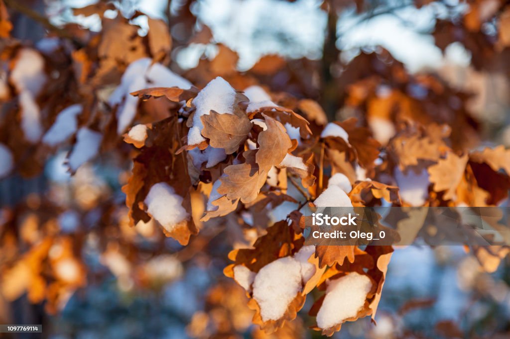 dry oak leaves in winter Dry oak leaf of red color on a branch with white snow Abstract Stock Photo