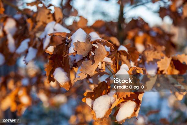 Dry Oak Leaves In Winter Stock Photo - Download Image Now - Abstract, Beauty, Bright