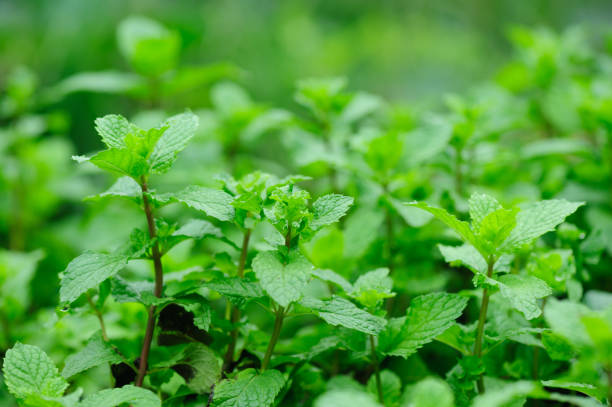 istock green mint plant in growth at vegetable garden 1097770230