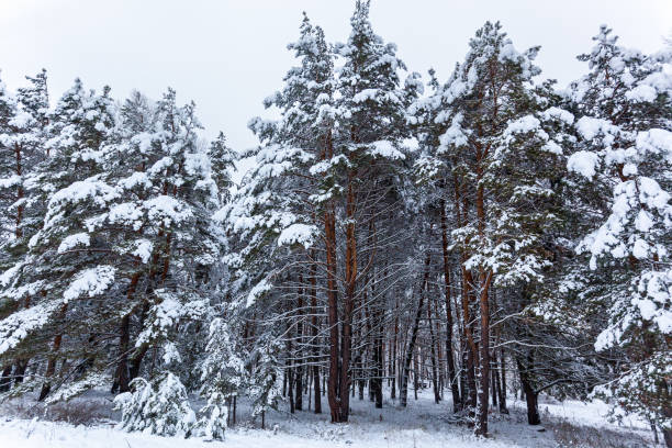 istock Snowy pines in the winter forest 1097771646