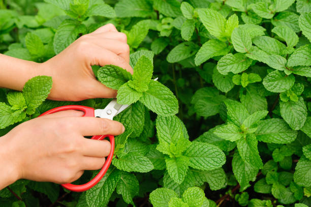 Hands picking mint plant in garden Hands picking mint plant in garden spicery stock pictures, royalty-free photos & images
