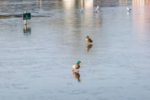 Ducks and birds on a frozen pond in Sussex, during winter