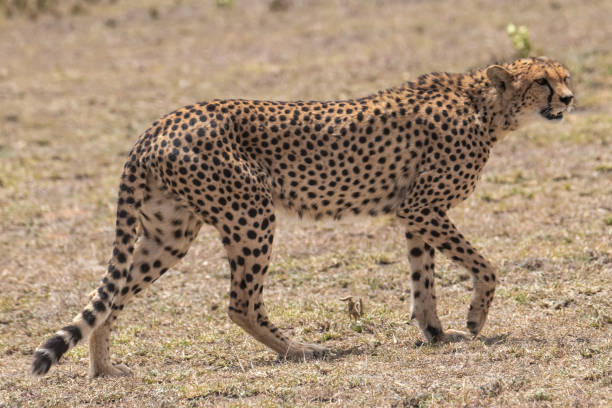 istock Full portrait of a cheetah 1097772980