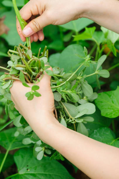 istock woman hand  picking herb at garden 1097775082