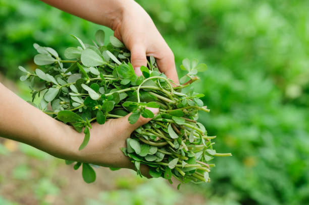 istock woman hand  picking herb at garden 1097775164