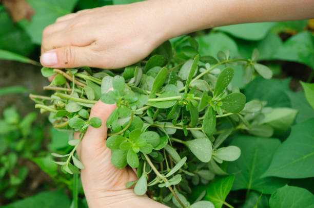 istock woman hand  picking herb at garden 1097775254