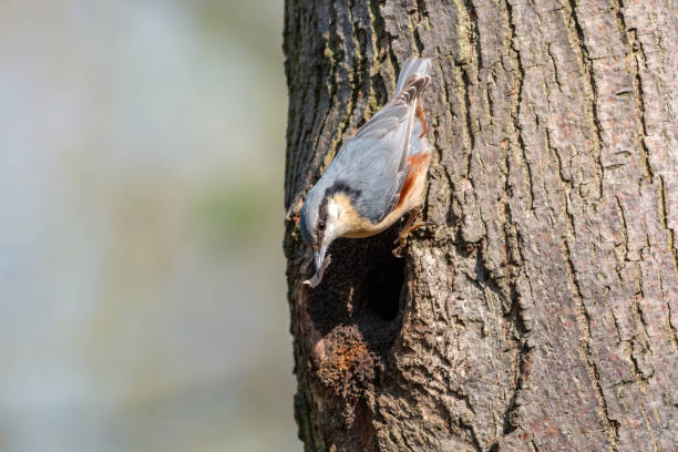 istock Eurasian nuthatch with bark flake in beak sitting on tree trunk over the nest hole 1097775542