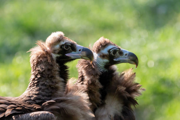 Two cinereous vultures close-up portrait Eurasian black vulture or monk vulture (Aegypius monachus) has dark brown plumage and pale head covered in fine blackish down. This scavenger bird has massive blue-gray bill with purplish cere. eurasian black vulture stock pictures, royalty-free photos & images