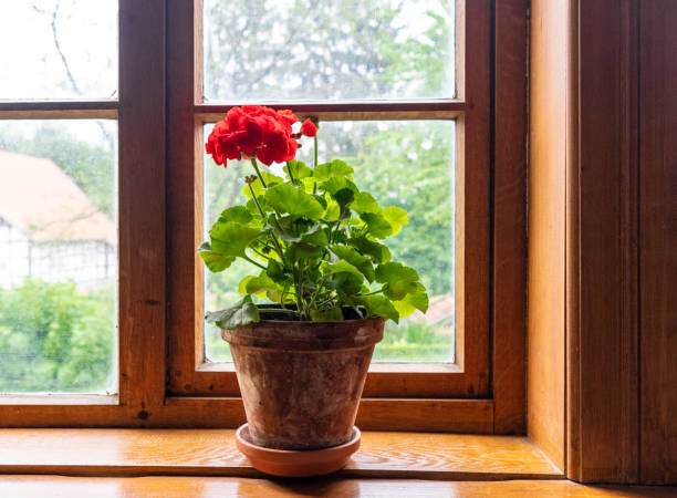 istock Flowers in a pot against window on windowsill 1097776080
