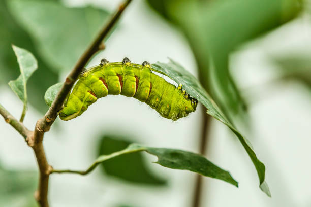 Morpho peleides caterpillar, on green leaves