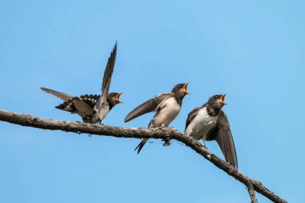 Photo of Three hungry swallow chicks with mouth wide open