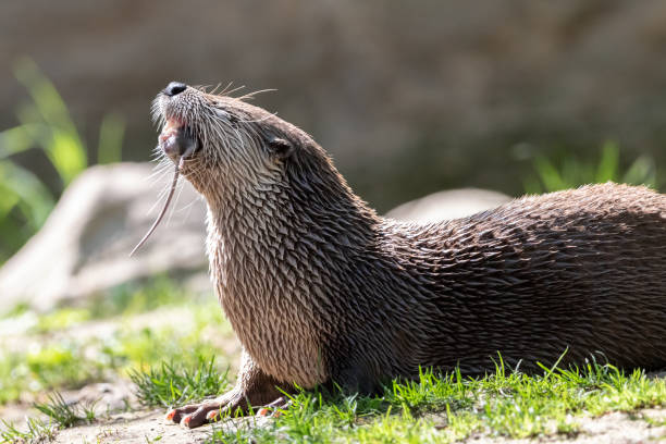istock Northern river otter eating grey rat 1097776620
