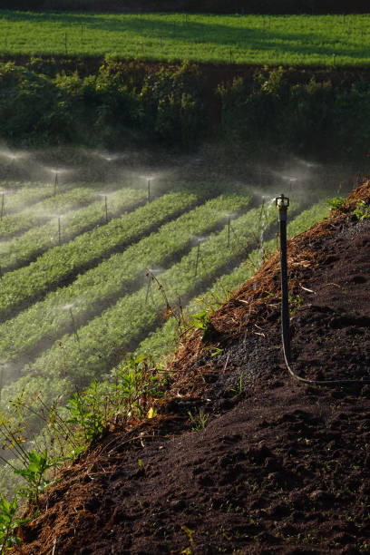 istock automated watering vegetable farm 1097776658