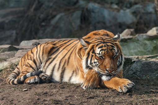 Malayan tiger (Panthera tigris) lying on the ground with blurred stones in background.