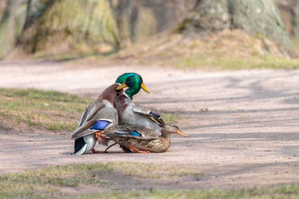 istock Two male mallards fighting over female 1097776888