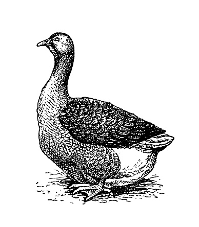 Antique old French engraving illustration: Toulouse goose