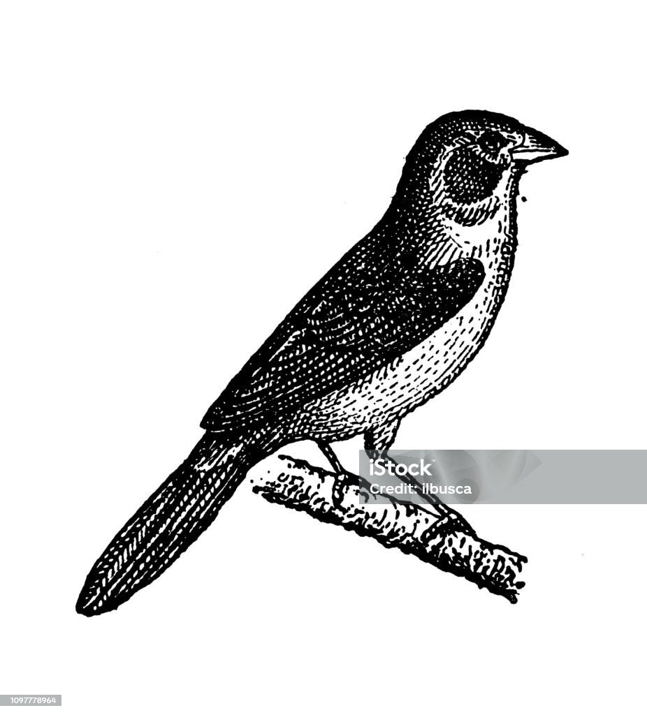 Minh Họa Khắc Cổ Của Pháp Avadavat Đỏ Munia Đỏ Chim Sẻ Dâu Tây ...