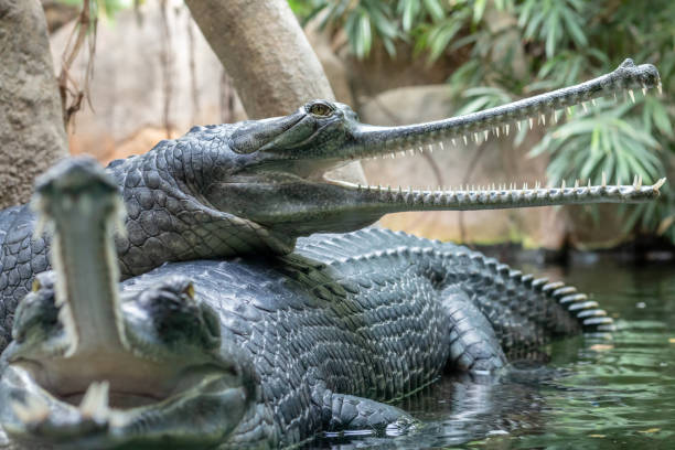 istock Gharial or fish-eating crocodile with open mouth 1097779098