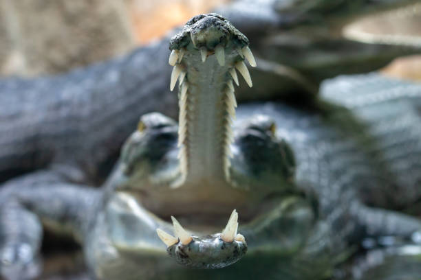 crocodiles piscivores ouvrir la bouche pleine de gros plan des dents pointues - gavial photos et images de collection