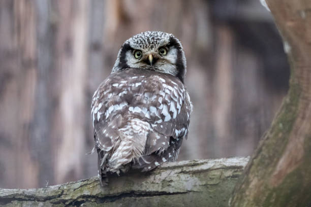 istock Portrait of hawk-owl sitting on a log 1097779452