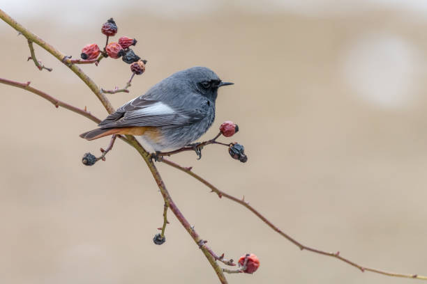 istock Little bird Black redstart perching on briar branch 1097779766