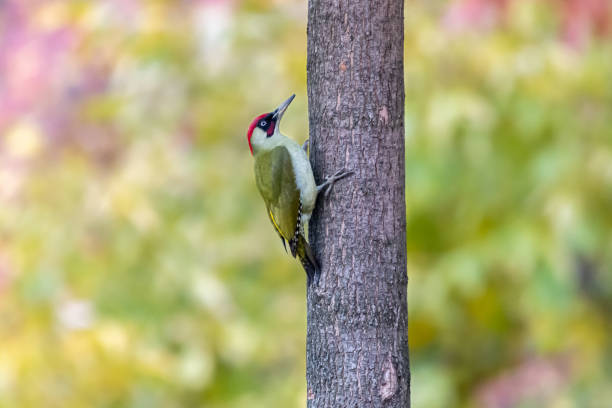 European green woodpecker (Picus viridis), male, is green colored bird with red crown and black moustachial stripe.