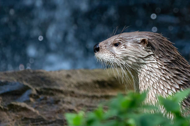 Wet Northern river otter (Lontra canadensis) with thick whiskers against blurred waterfall.