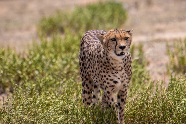 istock Cheetah walking on the ground 1097781160