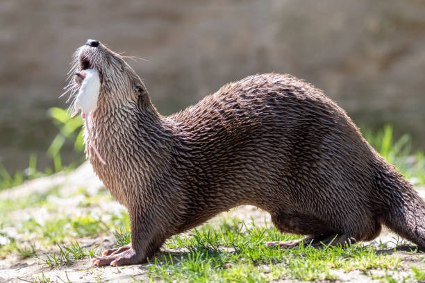 istock North American river otter eating white mouse 1097781184