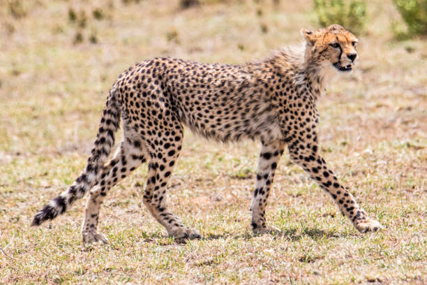 istock Full portrait of a cheetah 1097781438