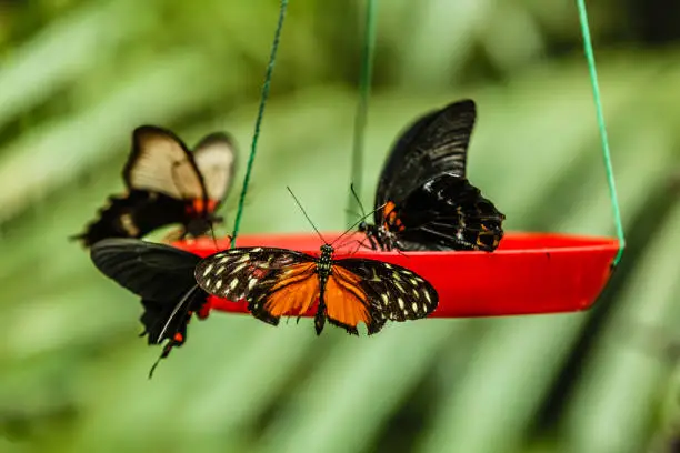 Photo of butterflies are setting on food feeder in garden.