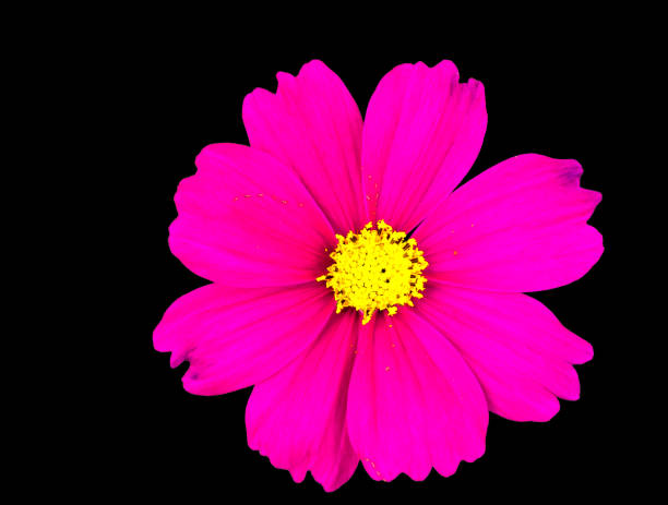 istock Pink Zinnia flower head 1097781560