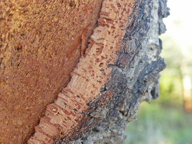 Newly harvested cork oak, bark drying in the Portuguese sunshine.