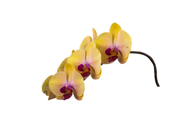 istock Phalaenopsis orchid flowers 1097784080