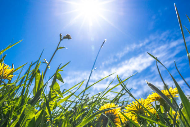 istock Grass with dandelion flowers and sun on blue sky 1097784220