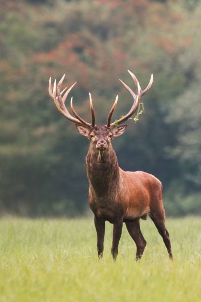 istock Red deer, cervus elaphus, stag standing calmly on meadow 1097786354