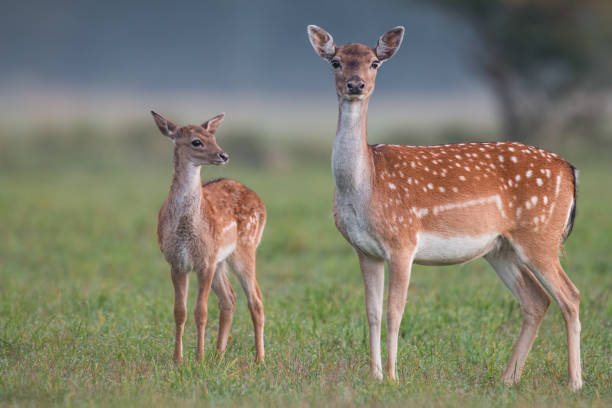 암컷과 새끼 사슴 경작 사슴, 단풍에 dama dama - 다마사슴 뉴스 사진 이미지