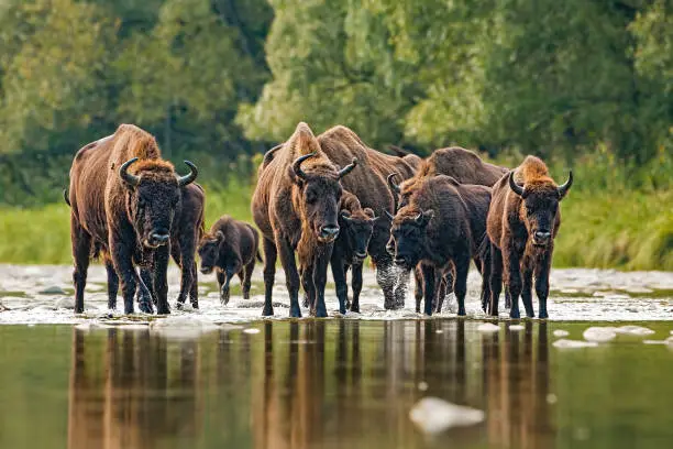 Numerous herd of european bison, bison bonasus, crossing a river. Majestic wild animals splashing water. Dynamic wildlife scene with endangered mammal species in wilderness.