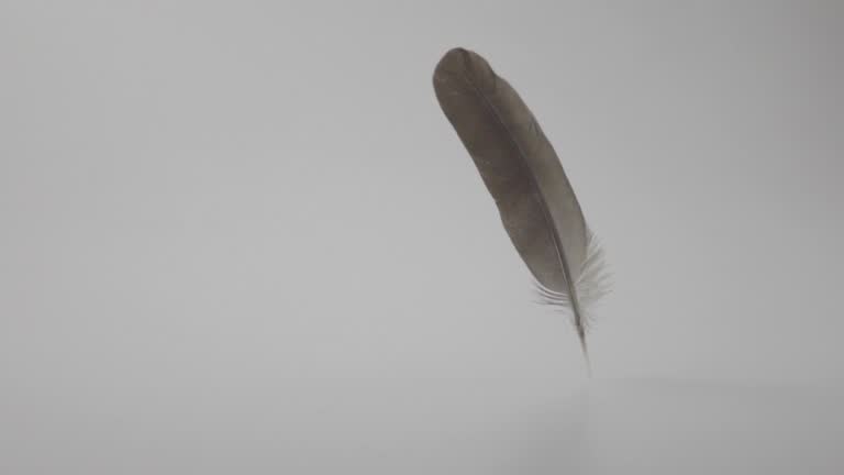 Feather Falling Onto White Floor.