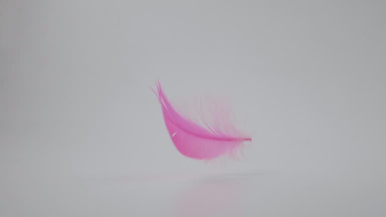 Pink Feather Landing On White Floor.