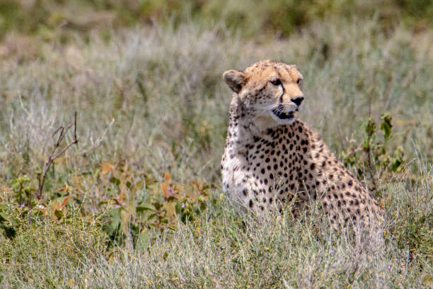 istock Cheetah sitting on the grass 1097791050