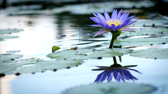 beautiful purple lotus , water lily flower in pond