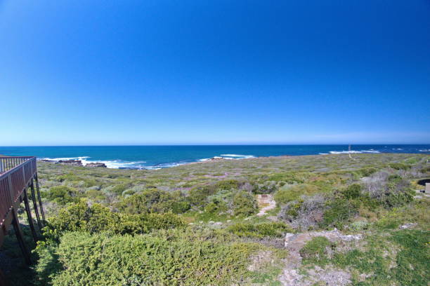 istock Fynbos vegetation near the Atlantic coast 1097795750