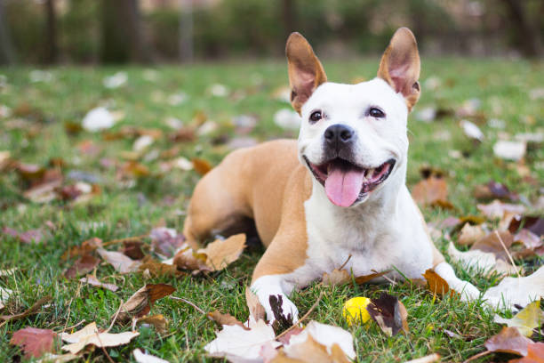 istock Happy Dog Portrait 1097796130