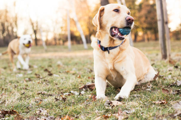 istock Two happy dog friends 1097799758